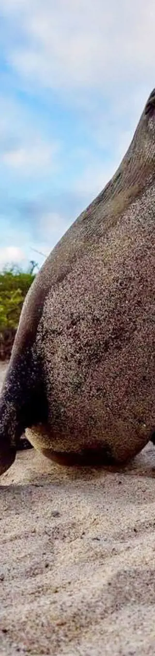 Am Strand unter Seelöwen